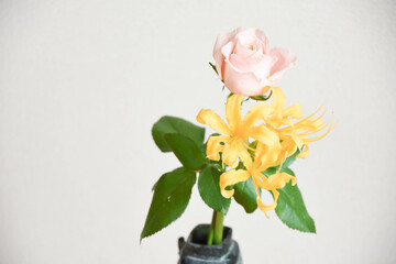 薔薇とリコリス