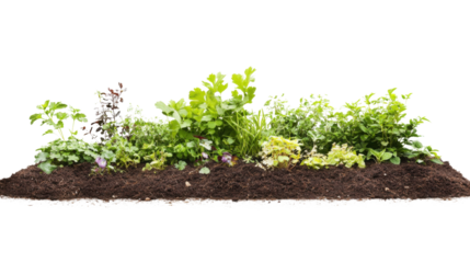 Young green seedlings sprouting in dark fertile soil on transparent background
