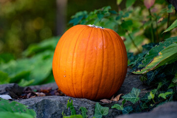 View of an orange pumpkin in the garden.