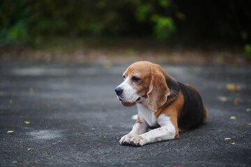A cute beagle dogs lying down on the cement floor.