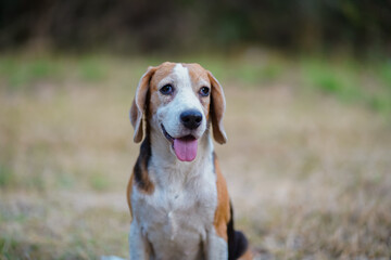 Portrait of a cute beagle dog sitting outdoor in the field.