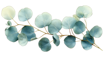 Eucalyptus branch with round leaves on black background, ideal for design