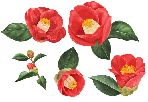 原画　マツダケン　赤椿 原画 マツダケン 赤椿 KEN MATSUDA ONLINE STORE