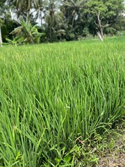 Obraz premium rice field