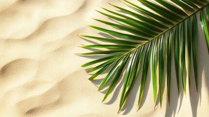 Palm frond on sunlit sand.