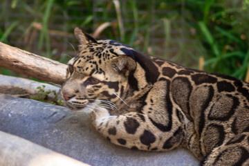 A tiger is laying on a log in a zoo enclosure