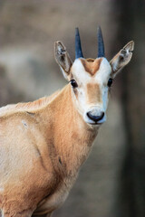 A young goat with a white spot on its head is staring at the camera