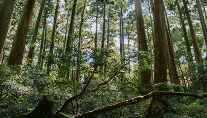 Wildflowers bloom in a colorful display.  