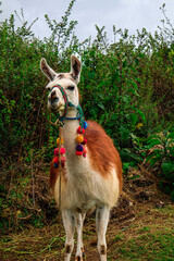 Llama in the grass
Llama in the zoo