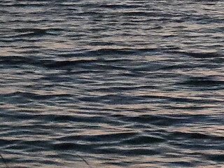 Abstract texture background of dark wavy rippled water.