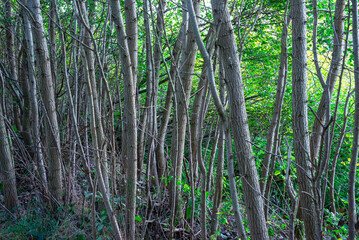 Poplar trees in the forest