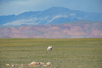 Video of White Swiss Shepherd Dog or Berger Blanc Suisse running through the grass in the steppe.