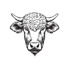 bull head isolated on white