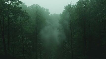 Fototapeta premium Misty Forest Path Enveloped In Green Trees