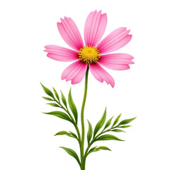 Pink flower with yellow center and green leaves transparent background