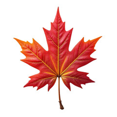 Naklejka premium Red and orange maple leaf with transparent background