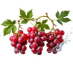 Red grapes on branch with water splash transparent background