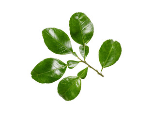 Pomelo leaf