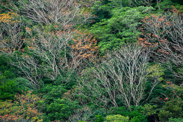 Fototapeta premium 奄美大島の冬山景色、照葉樹林、冬の山色