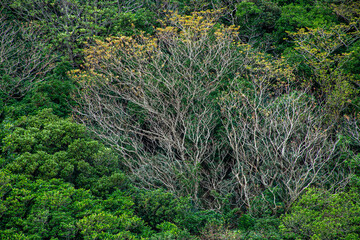 Fototapeta premium 奄美大島の冬山景色、照葉樹林、冬の山色