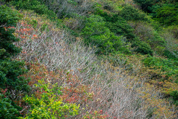 奄美大島の冬山景色、冬の山色