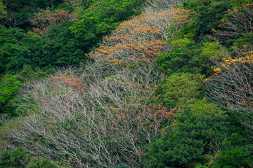奄美大島の冬山景色、照葉樹林、冬の山色
