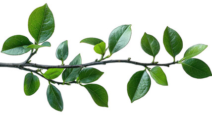 Fototapeta premium Green leaves on a branch against black background, graphic design element