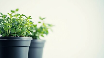 Fototapeta premium Oregano plants potted indoors, bright background, cooking
