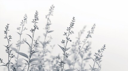 Monochromatic wildflowers blooming softly against a bright background, ideal for a calming design