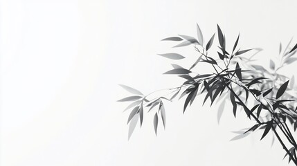 Obraz premium Monochrome bamboo leaves against white wall, minimalist design, nature background, website banner