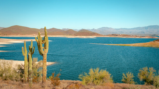 Saguaro cactus and mountains at Lake Pleasant in the Phoenix Arizona Sonoran Desert. Photo taken on a clear blue sky day