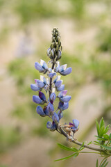 Flor 