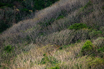 奄美大島の冬山景色、冬の山色
