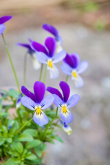 可愛らしいスミレの花
