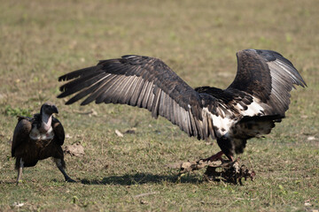 Vultures are scavenging birds known for feeding on carrion. Found worldwide, they play a vital role in ecosystems, have keen eyesight, and often soar effortlessly.