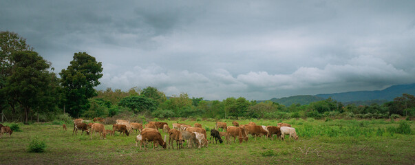 Grazing on the farm's grasslands. Cows graze on the green farm's grasslands.cover page, cover space