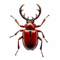 Fototapeta premium Reddish-brown Stag Beetle isolated on a white background