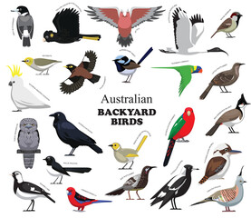 Australian Backyard Birds Set Vector Collection
