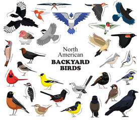 North American Backyard Birds Set Vector Collection