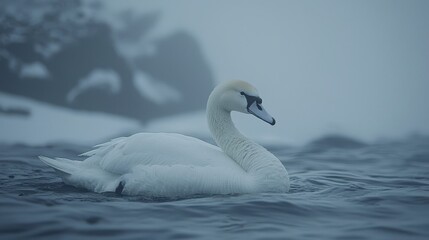 Fototapeta premium Elegant swan swimming in misty lake, snowy background, nature scene