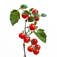 Branches with ripe cherry tomatoes isolated on white background