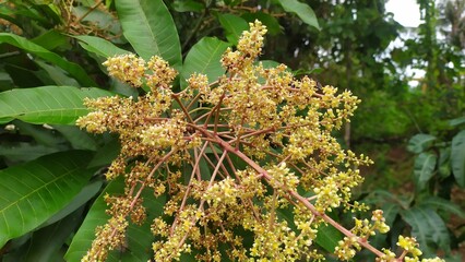 mango tree flowers. insects stick. close-up.