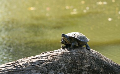 Obraz premium Turtle on a log, living naturally in Thailand