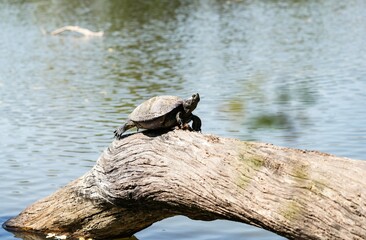 Fototapeta premium Turtle on a log, living naturally in Thailand