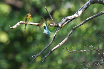 A small bird that lives naturally in Thailand.