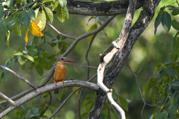 Common kingfisher, living naturally in Thailand