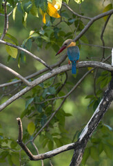 Common kingfisher, living naturally in Thailand