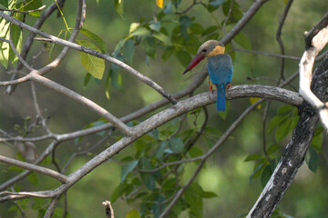 Common kingfisher, living naturally in Thailand