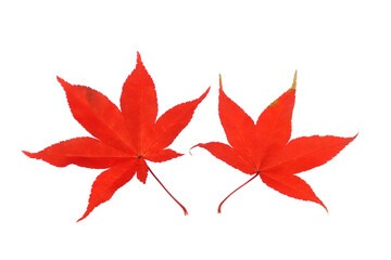 red maple leaf isolated on white background