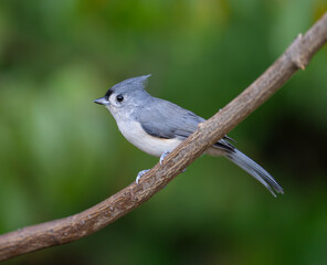 tufted titmouse standing on tree branch in spring